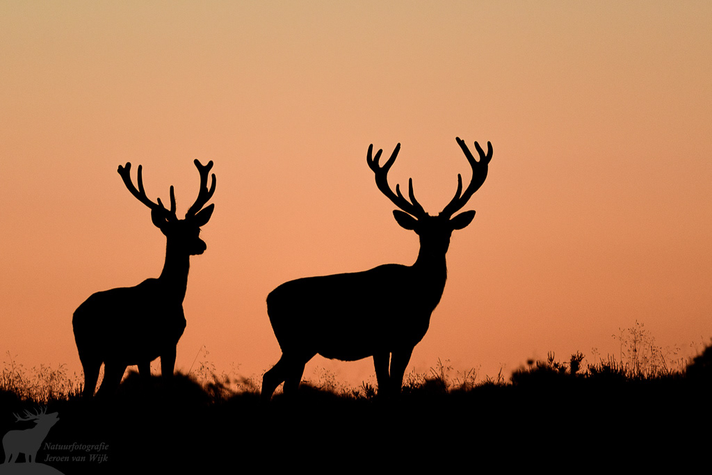Red Deer (Cervus elaphus)