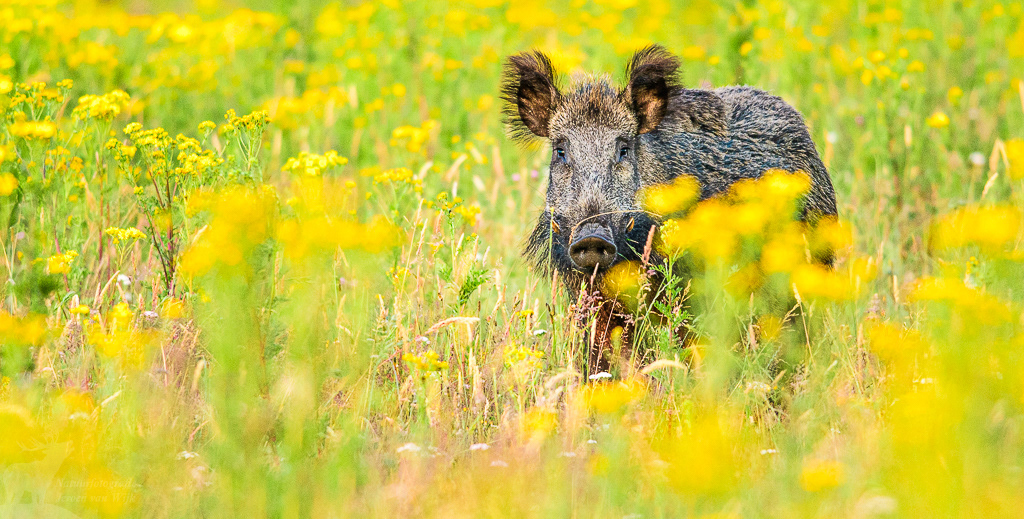 Wild boar (Sus scrofa)