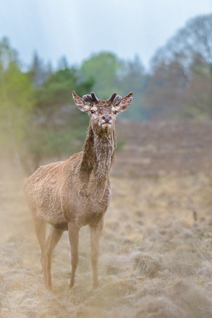 Red Deer (Cervus elaphus)