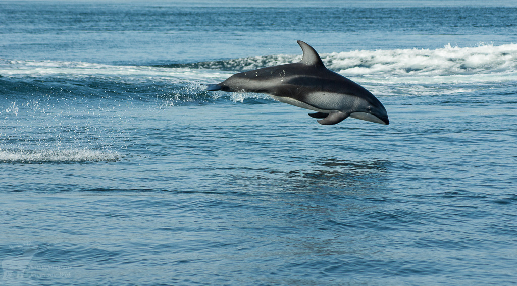 Pacific white-sided dolphin (Lagenorhynchus obliquidens)