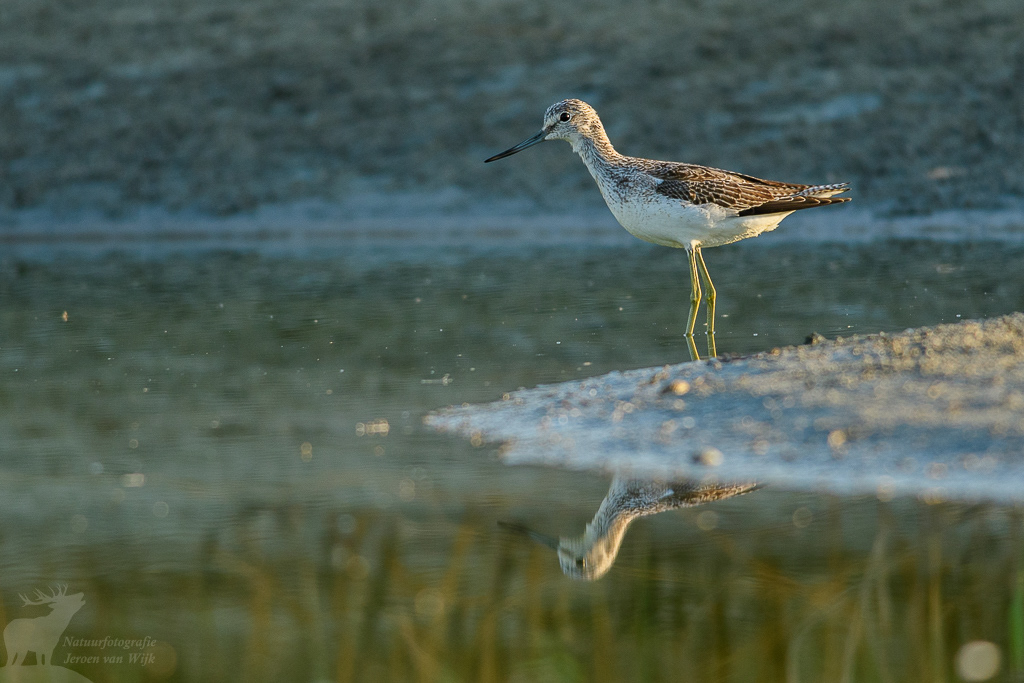 Common greenshank (Tringa nebularia)