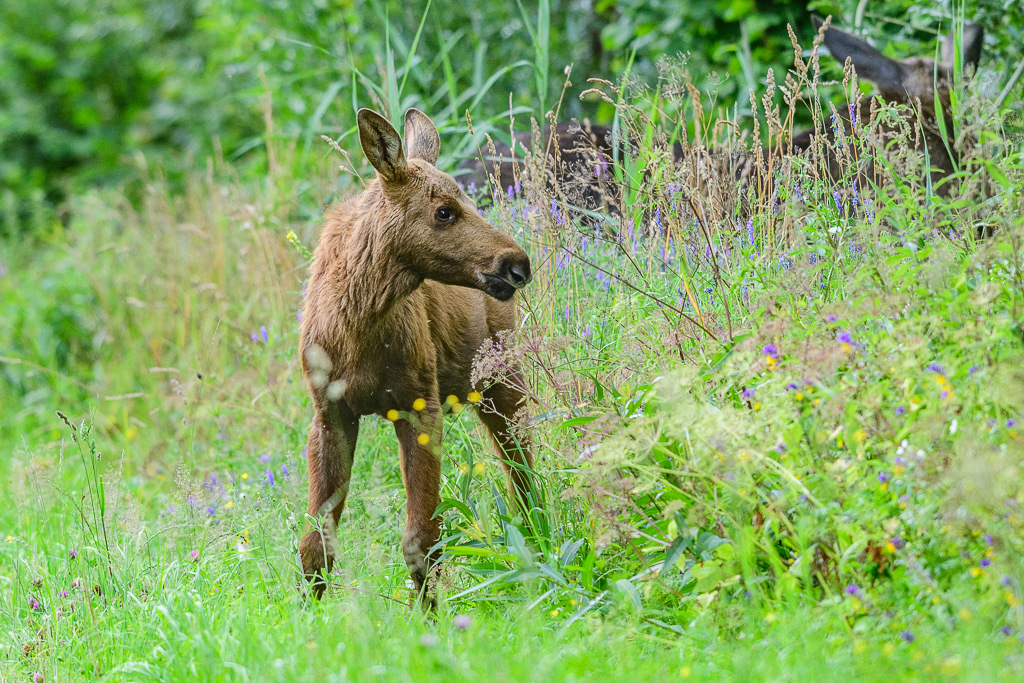 Juvenile European moose (Alces alces), Biebrza