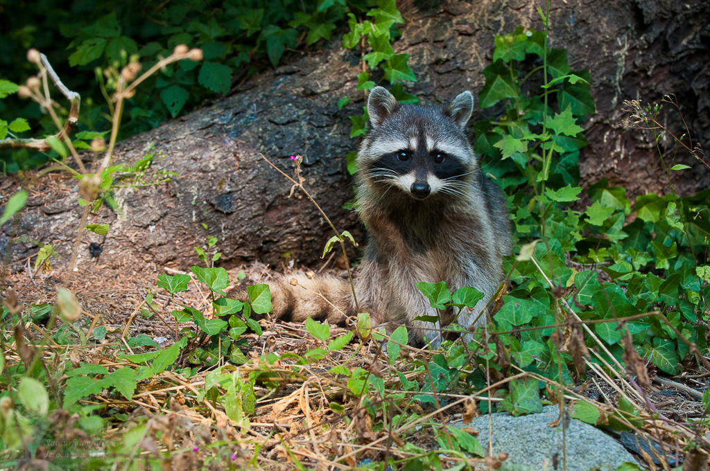 Raccoon (Procyon lotor)