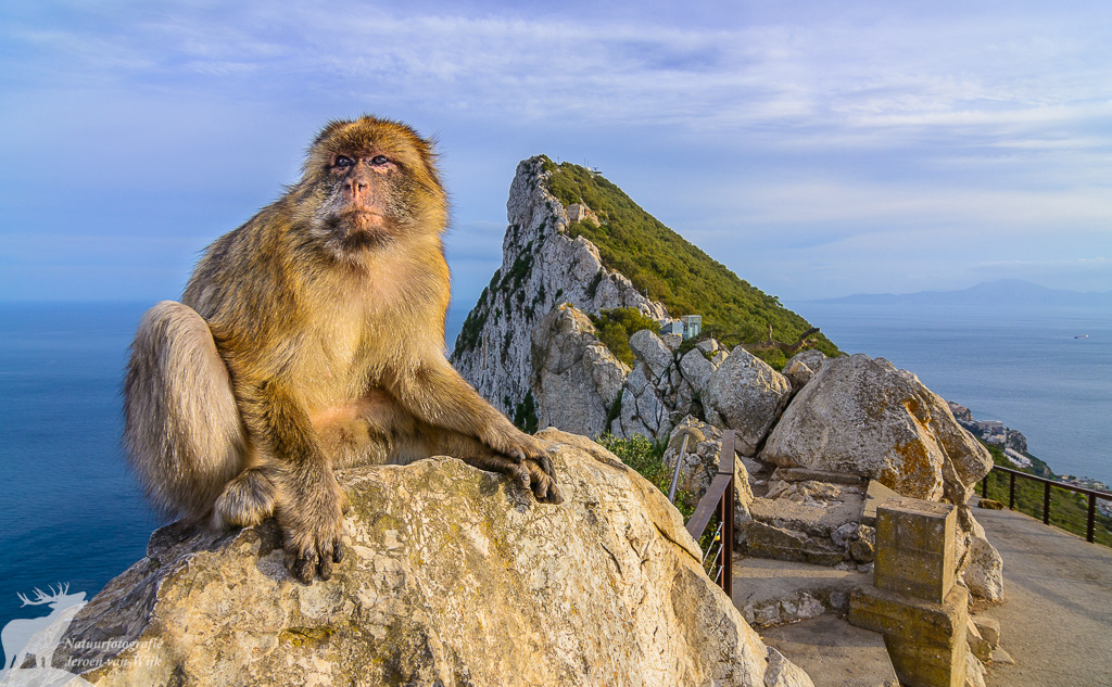 Barbary macaque (Macaca sylvanus), Gibraltar Nature Reserve