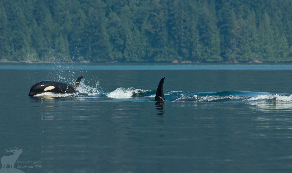 Killer whale (Orcinus orca)