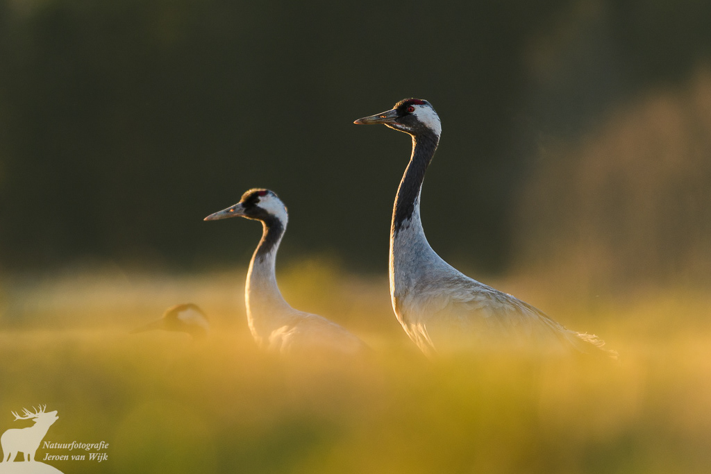 Common cranes (Grus grus)