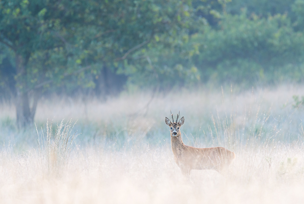 Roe Deer (Capreolus capreolus)