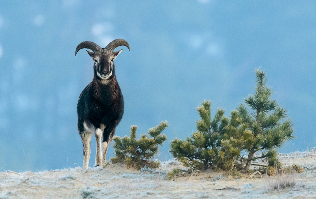 European mouflon (Ovis orientalis musimon)