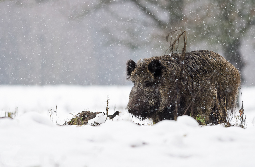 Wild boar (Sus scrofa)