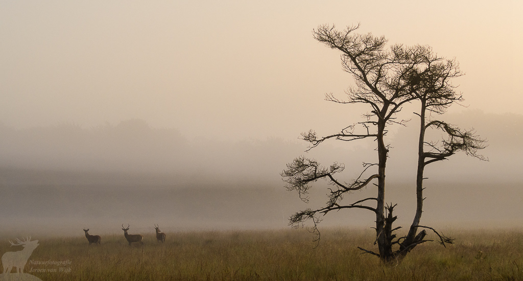 Red Deer (Cervus elaphus)