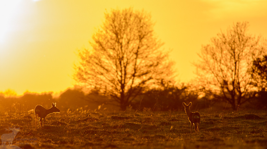 Roe Deer (Capreolus capreolus)
