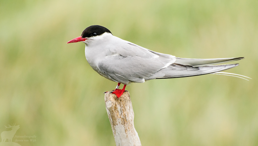 Arctic tern (Sterna paradisaea)