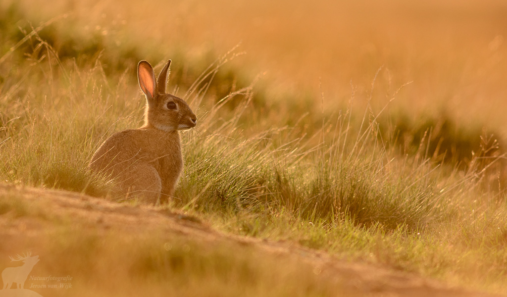 European rabbit (Oryctolagus cuniculus)