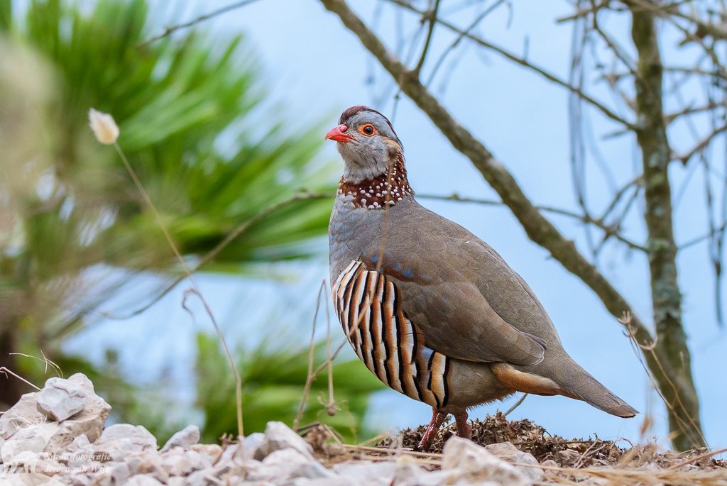 Barbary partridge (Alectoris barbara), Gibraltar Nature Reserve