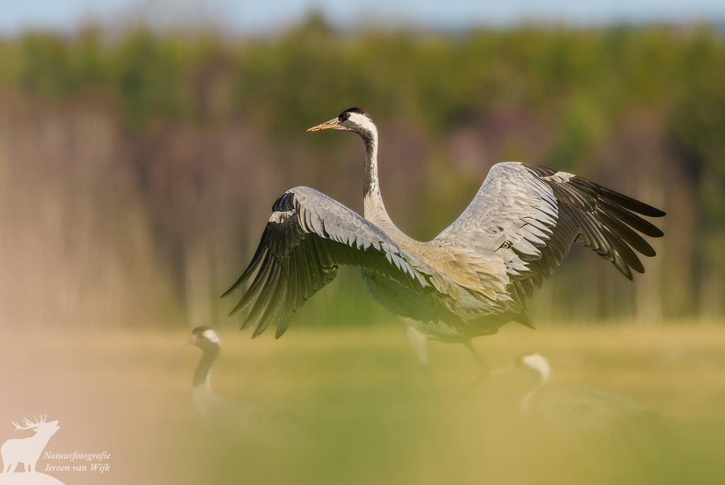 Common cranes (Grus grus)
