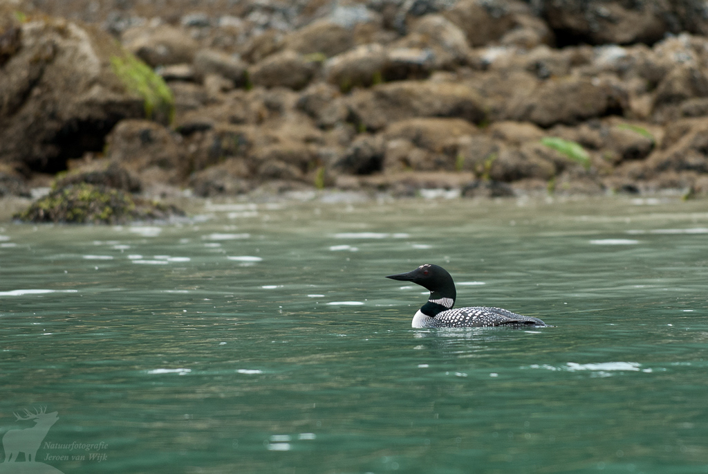 Common loon (Gavia immer)