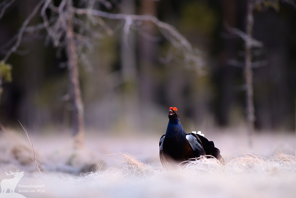Black grouse (Lyrurus tetrix)