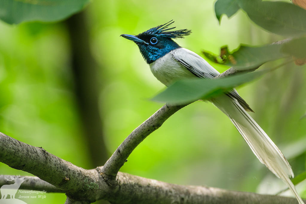 Indian paradise flycatcher (Terpsiphone paradisi)