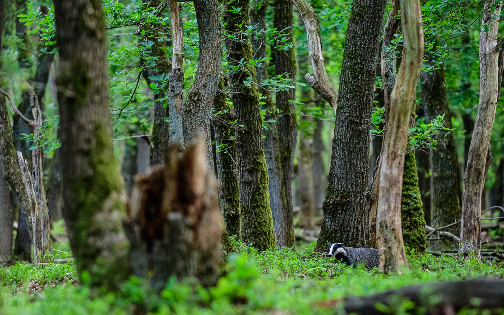 European badger (Meles meles)