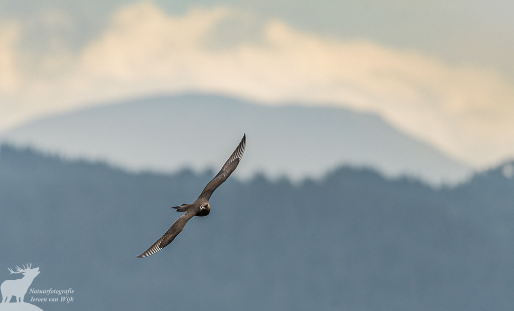 Parasitic jaeger (Stercorarius parasiticus), Atlanterhavsveien, Norway, 2021.
