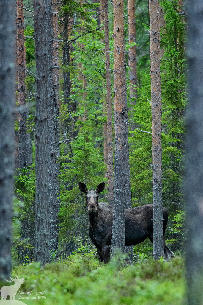 Eurasian elk / moose (Alces alces), Central Sweden, 2017.