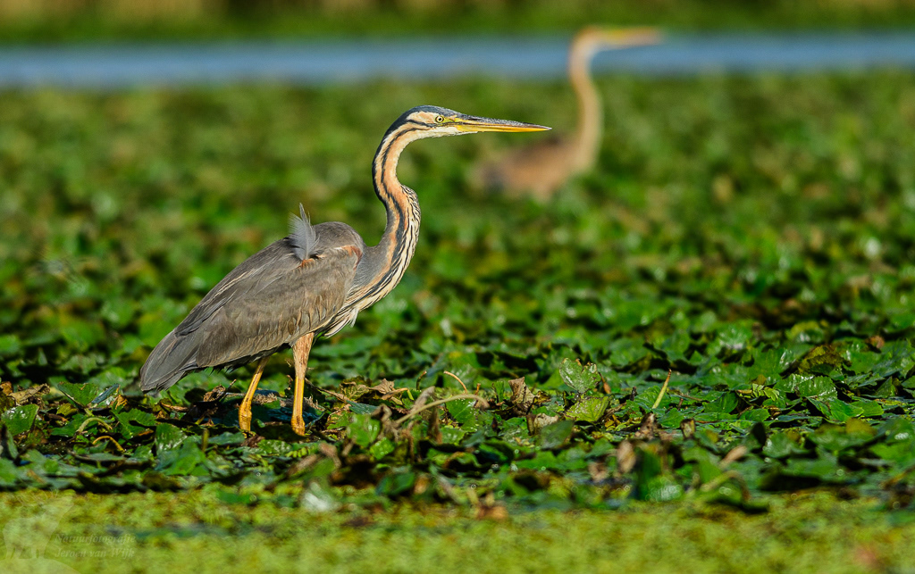 Purple heron (Ardea purpurea), Danube Delta.