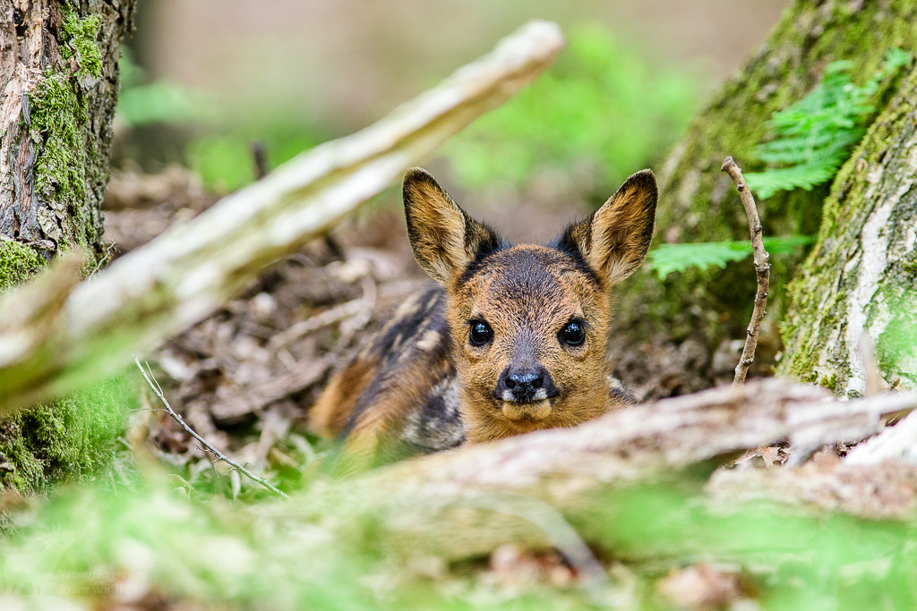 Roe Deer (Capreolus capreolus)