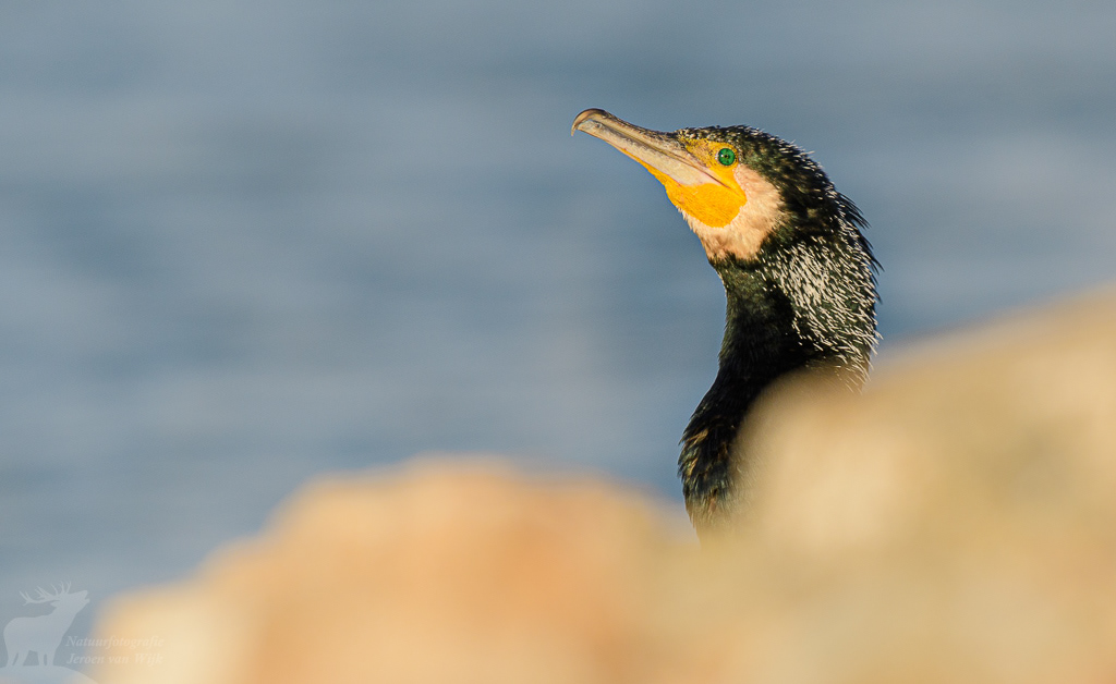 Great cormorant (Phalacrocorax carbo), Kerkini Lake, Greece