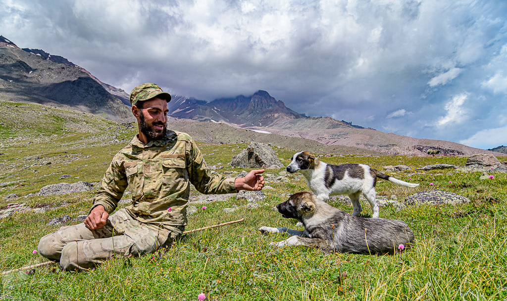 Shepherd with his young dogs at the foot of Mount Kazbek