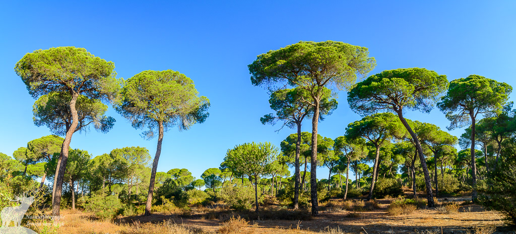 Stone pine (Pinus pinea), Doñana National Park