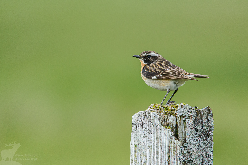 Whinchat (Saxicola rubetra)