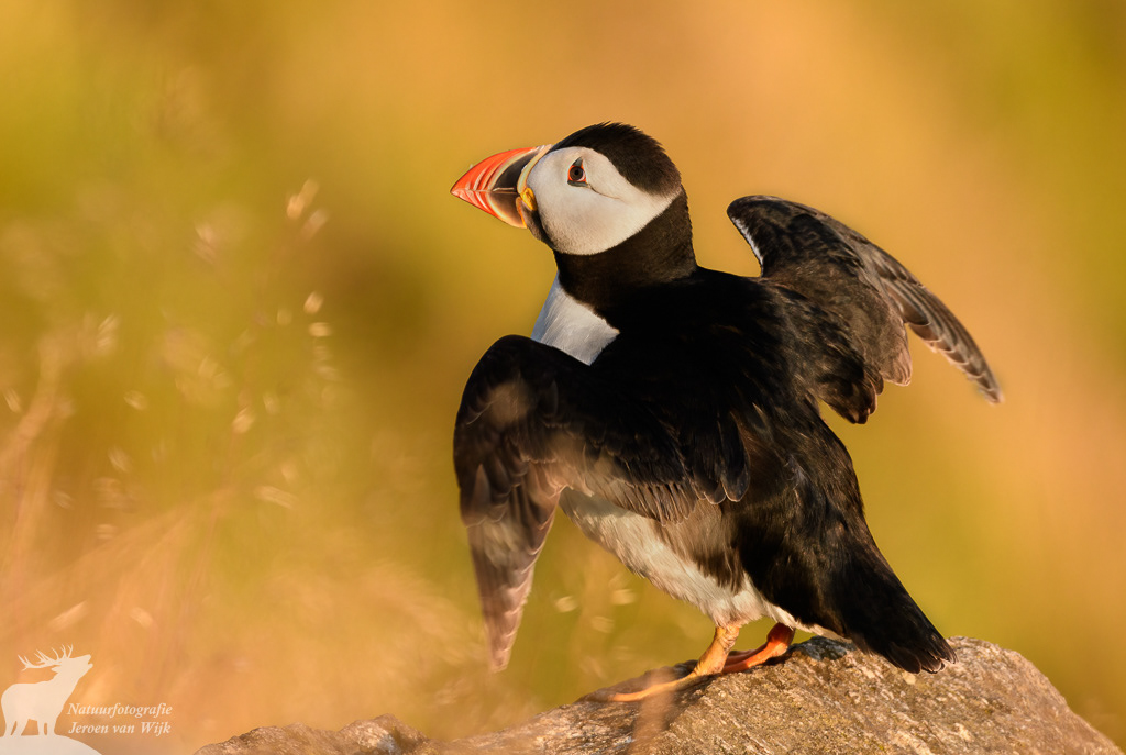 Atlantic puffin (Fratercula arctica), Runde, Norway, 2021.