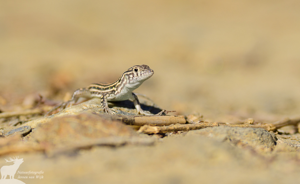 Spiny-footed lizard (Acanthodactylus erythrurus), Tabernas Desert