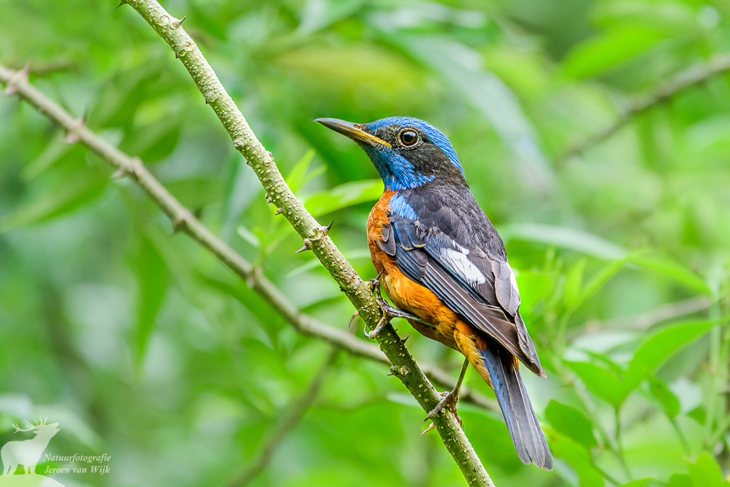 Blue-capped rock thrush (Monticola cinclorhyncha)