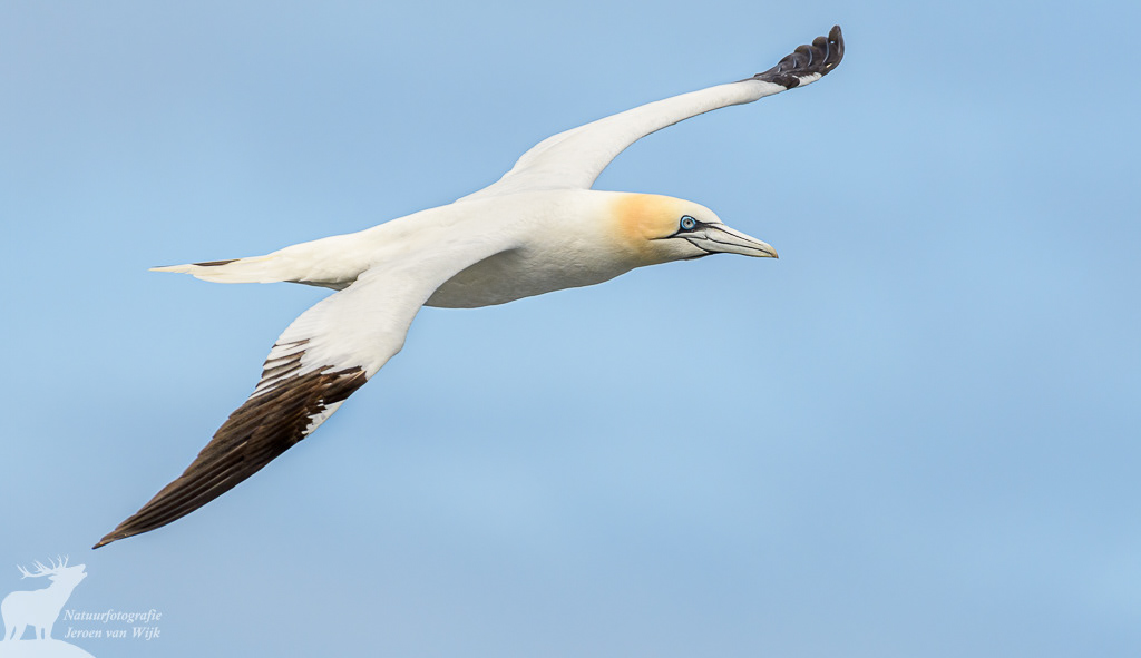 Northern gannet (Morus bassanus), Runde, Norway, 2021.
