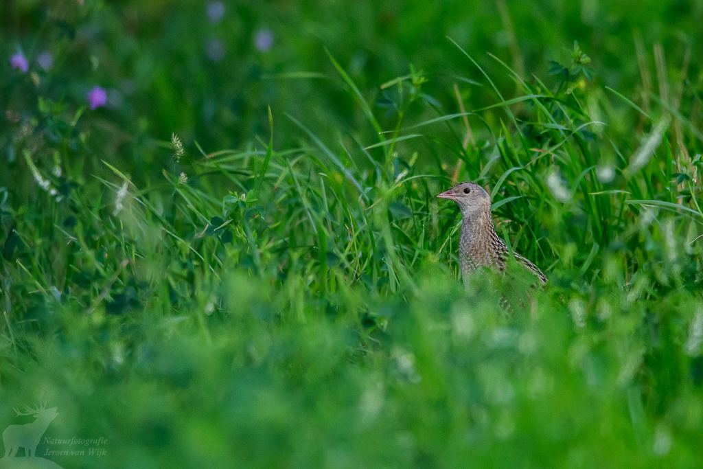 Corn crake (Crex crex), Białowieża