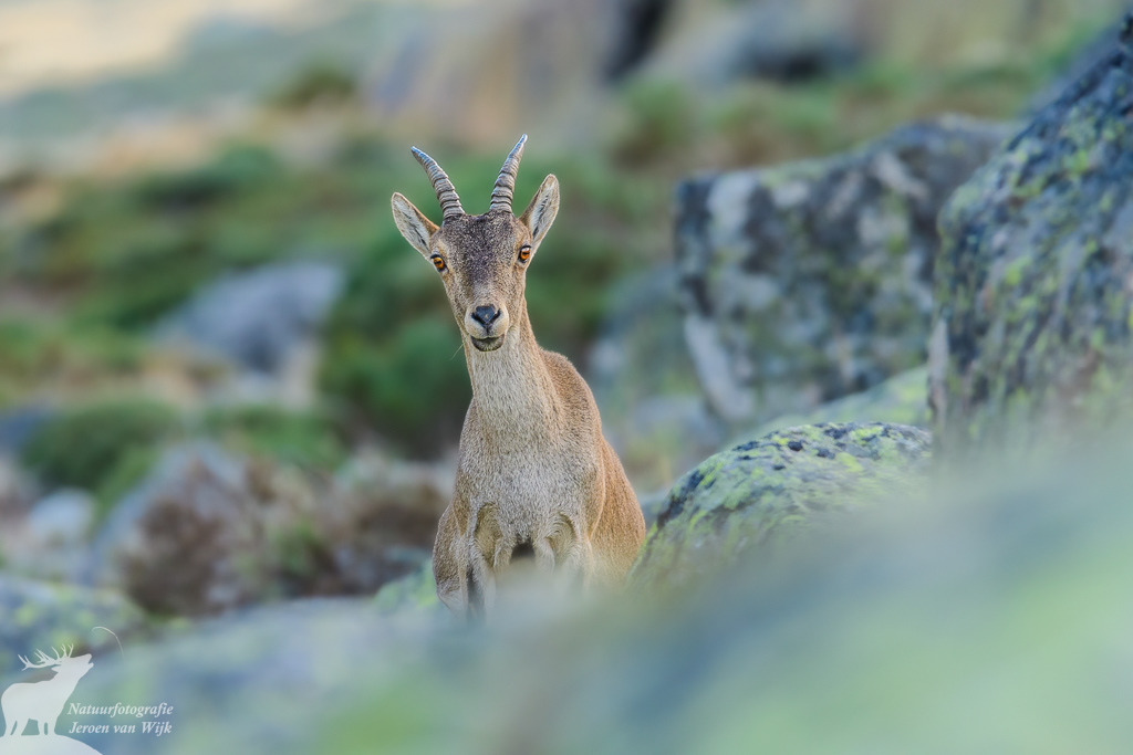 Iberian ibex (Capra pyrenaica), Sierra de Gredos