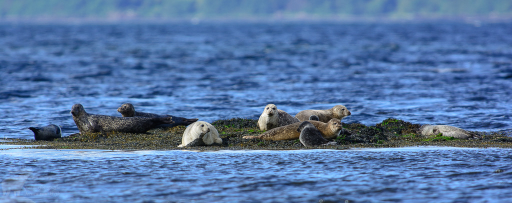 Harbor seal (Phoca vitulina)