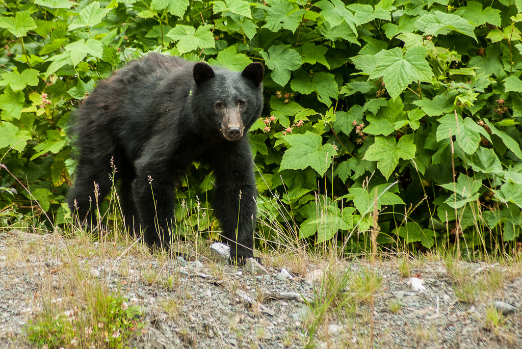 American black bear (Ursus americanus)