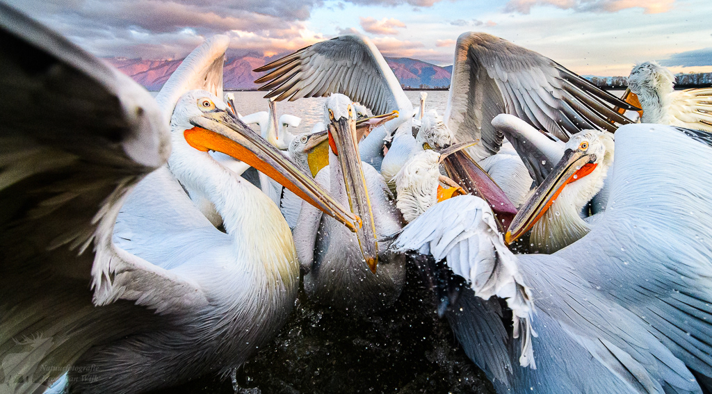 Dalmation pelican ( (Pelecanus crispus), Kerkini Lake, Greece