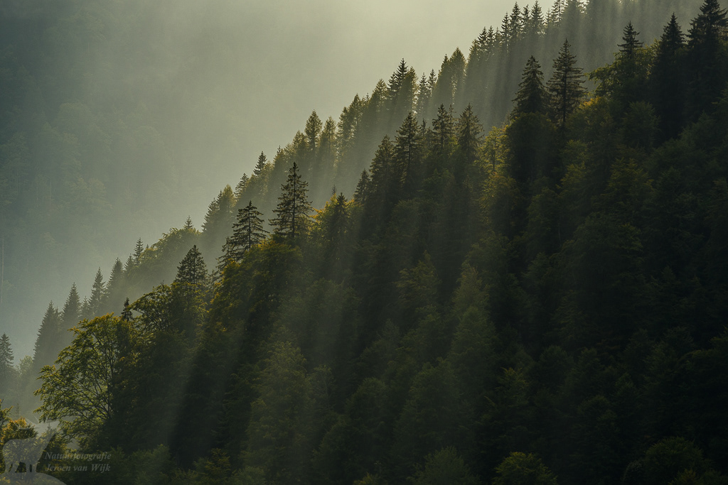 Sunbeams over a mountain forest, Southwestern Carpathian Mountains.