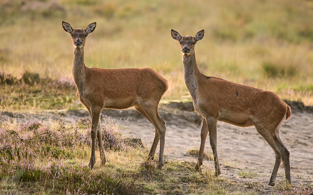 Red Deer (Cervus elaphus)