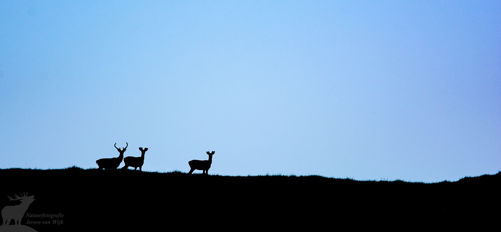 Red deer (Cervus elaphus)