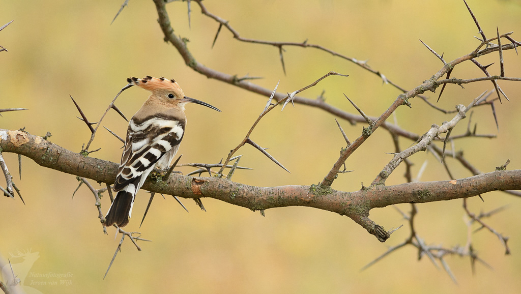 Eurasian hoopoe (Upupa epops), Dedoplistskaro
