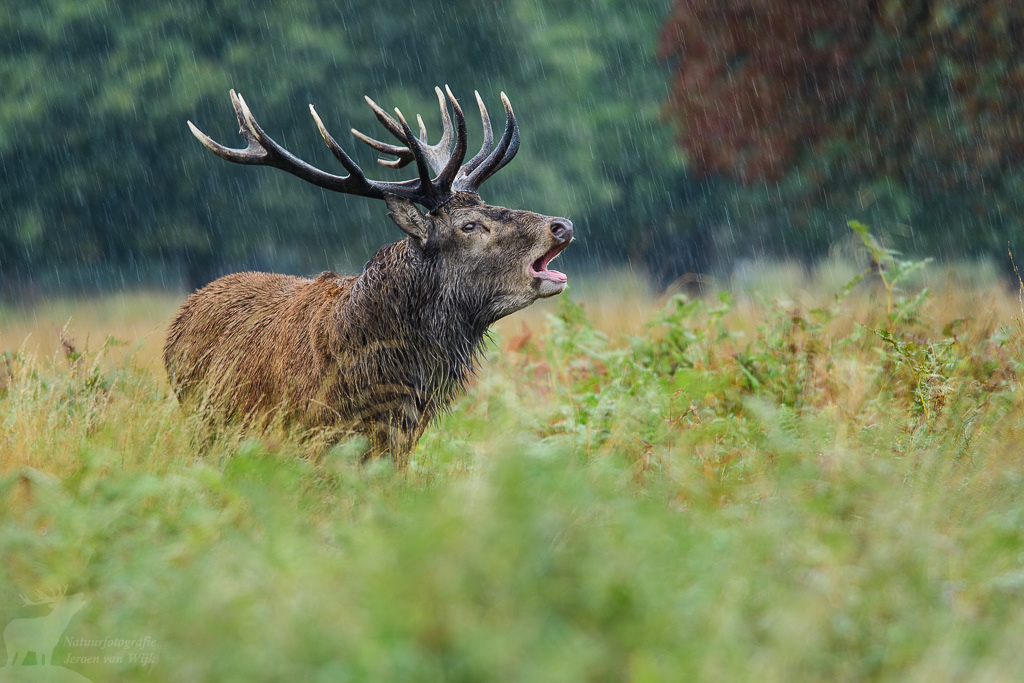 Red deer (Cervus elaphus)
