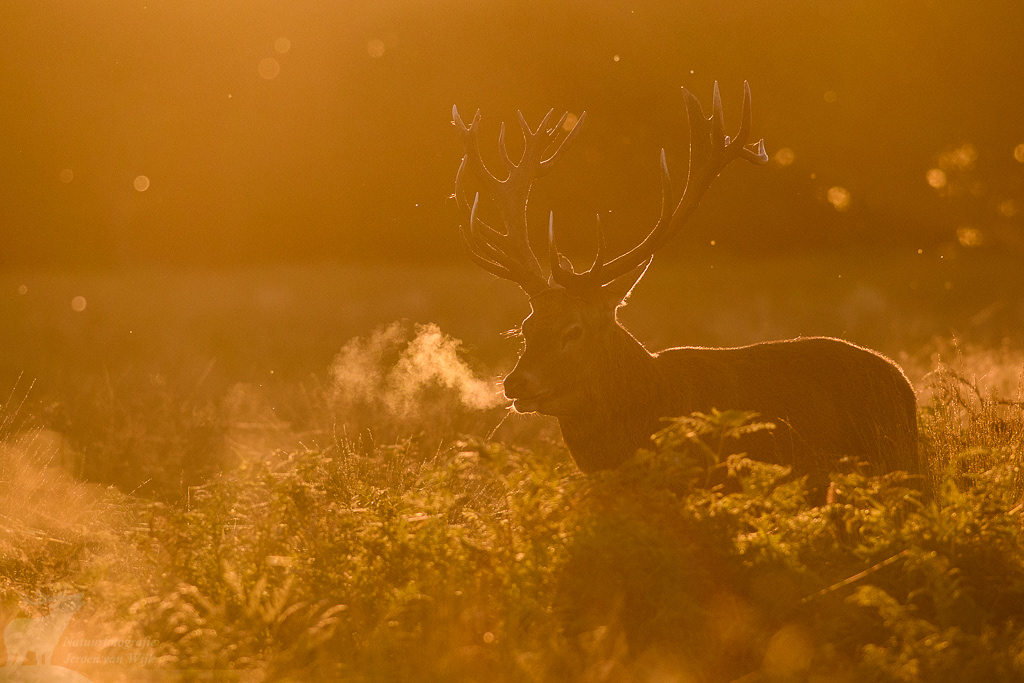 Red deer (Cervus elaphus)
