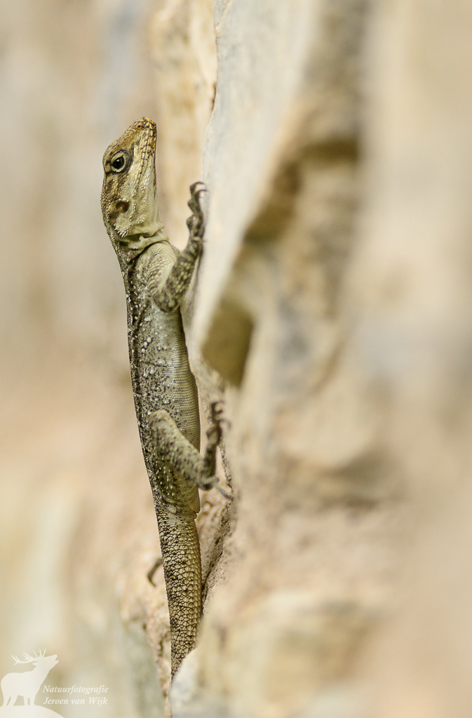 Kashmir rock agama (Laudakia tuberculata)