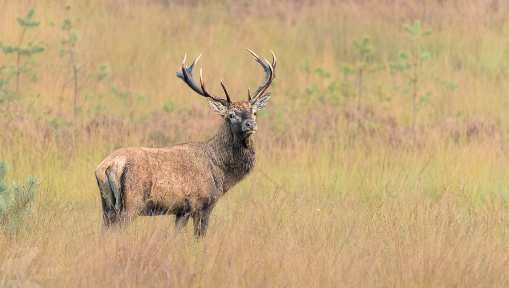 Red Deer (Cervus elaphus)