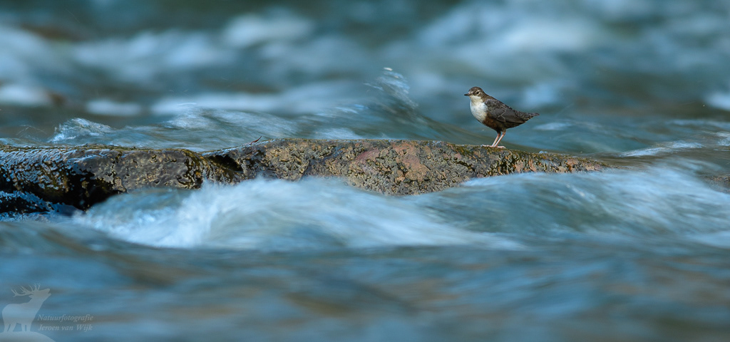 White-throated dipper (Cinclus cinclus aquaticus)