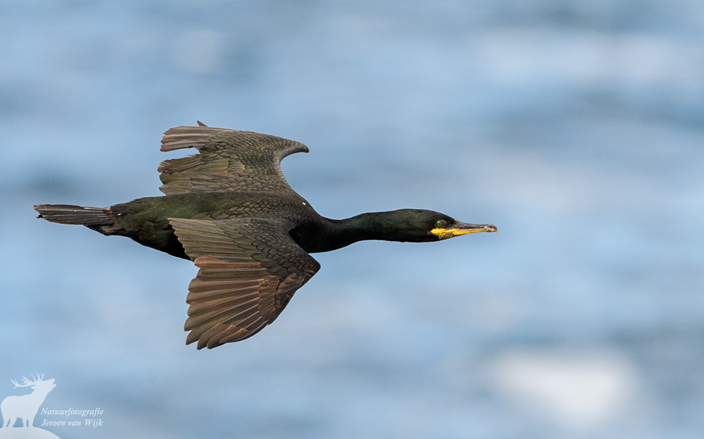European shag (Phalacrocorax aristotelis), Runde, Norway, 2021.